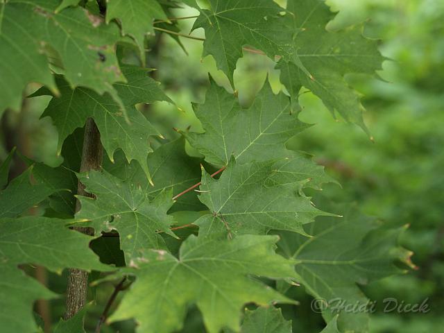 Acer saccarum.jpg - Acer saccarum